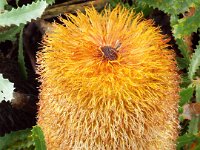 DSCF2731  B. baueri photo taken at the  Banksia Farm, Mt Barker  on the 19/05/2014.