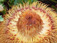 DSCF2732  B. baueri photo taken at the  Banksia Farm, Mt Barker  on the 19/05/2014.