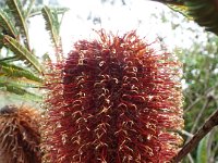 DSCF2423  B. brownii photo taken at the  Banksia Farm, Mt Barker  on the 19/05/2014.