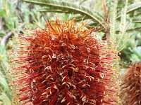 DSCF2424  B. brownii photo taken at the  Banksia Farm, Mt Barker  on the 19/05/2014.