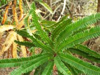 DSCF2425  B. brownii photo taken at the  Banksia Farm, Mt Barker  on the 19/05/2014.