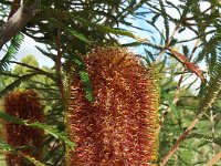 DSCF2679  B. brownii photo taken at the  Banksia Farm, Mt Barker  on the 19/05/2014.