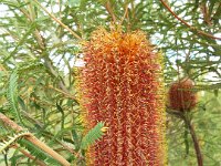 DSCF2680  B. brownii photo taken at the  Banksia Farm, Mt Barker  on the 19/05/2014.