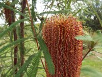 DSCF2681  B. brownii photo taken at the  Banksia Farm, Mt Barker  on the 19/05/2014.
