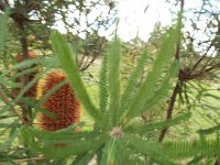 DSCF2682  B. brownii photo taken at the  Banksia Farm, Mt Barker  on the 19/05/2014.
