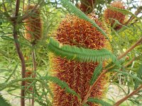 DSCF2683  B. brownii photo taken at the  Banksia Farm, Mt Barker  on the 19/05/2014.