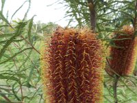 DSCF2684  B. brownii photo taken at the  Banksia Farm, Mt Barker  on the 19/05/2014.