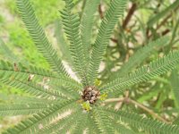 DSCF2685  B. brownii photo taken at the  Banksia Farm, Mt Barker  on the 19/05/2014.