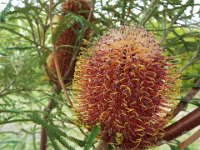 DSCF2686  B. brownii photo taken at the  Banksia Farm, Mt Barker  on the 19/05/2014.