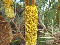 DSCF2688  B. brownii photo taken at the  Banksia Farm, Mt Barker  on the 19/05/2014.