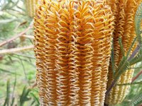 DSCF2689  B. brownii photo taken at the  Banksia Farm, Mt Barker  on the 19/05/2014.