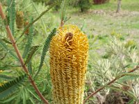 DSCF2690  B. brownii photo taken at the  Banksia Farm, Mt Barker  on the 19/05/2014.