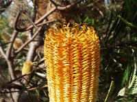 DSCF2691  B. brownii photo taken at the  Banksia Farm, Mt Barker  on the 19/05/2014.