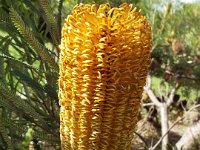 DSCF2692  B. brownii photo taken at the  Banksia Farm, Mt Barker  on the 19/05/2014.