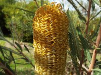 DSCF2693  B. brownii photo taken at the  Banksia Farm, Mt Barker  on the 19/05/2014.