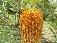 DSCF2694  B. brownii photo taken at the  Banksia Farm, Mt Barker  on the 19/05/2014.