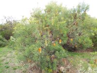 DSCF2695  B. brownii photo taken at the  Banksia Farm, Mt Barker  on the 19/05/2014.