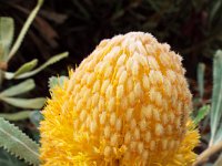 DSCF2462  B. burdettii photo taken at the  Banksia Farm, Mt Barker  on the 19/05/2014.