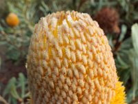 DSCF2463  B. burdettii photo taken at the  Banksia Farm, Mt Barker  on the 19/05/2014.