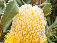 DSCF2465  B. burdettii photo taken at the  Banksia Farm, Mt Barker  on the 19/05/2014.