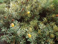 DSCF2466  B. burdettii photo taken at the  Banksia Farm, Mt Barker  on the 19/05/2014.