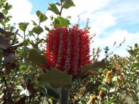 DSCF2631  B. coccinea photo taken at the  Banksia Farm, Mt Barker  on the 19/05/2014.