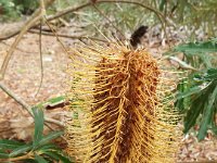 DSCF2488  B. conferta subsp. conferta photo taken at the  Banksia Farm, Mt Barker  on the 19/05/2014.