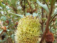 DSCF2489  B. conferta subsp. conferta photo taken at the  Banksia Farm, Mt Barker  on the 19/05/2014.