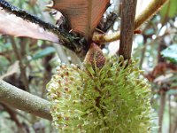 DSCF2490  B. conferta subsp. conferta photo taken at the  Banksia Farm, Mt Barker  on the 19/05/2014.