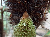 DSCF2491  B. conferta subsp. conferta photo taken at the  Banksia Farm, Mt Barker  on the 19/05/2014.
