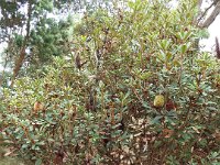 DSCF2492  B. conferta subsp. conferta photo taken at the  Banksia Farm, Mt Barker  on the 19/05/2014.