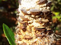 DSCF2643  B. conferta var. penicillata photo taken at the  Banksia Farm, Mt Barker  on the 19/05/2014.