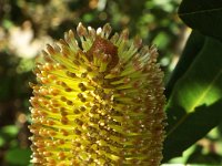 DSCF2644  B. conferta var. penicillata photo taken at the  Banksia Farm, Mt Barker  on the 19/05/2014.