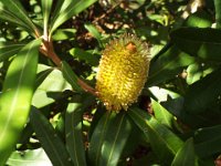 DSCF2645  B. conferta var. penicillata photo taken at the  Banksia Farm, Mt Barker  on the 19/05/2014.