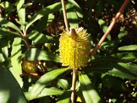 DSCF2646  B. conferta var. penicillata photo taken at the  Banksia Farm, Mt Barker  on the 19/05/2014.