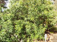 DSCF2647  B. conferta var. penicillata photo taken at the  Banksia Farm, Mt Barker  on the 19/05/2014.