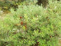 DSCF2513  B. croajingolensis photo taken at the  Banksia Farm, Mt Barker  on the 19/05/2014.