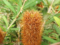 DSCF2514  B. croajingolensis photo taken at the  Banksia Farm, Mt Barker  on the 19/05/2014.