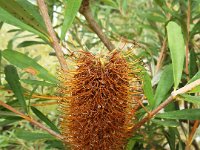 DSCF2515  B. croajingolensis photo taken at the  Banksia Farm, Mt Barker  on the 19/05/2014.