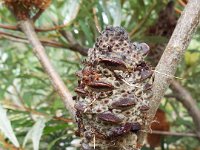 DSCF2516  B. croajingolensis photo taken at the  Banksia Farm, Mt Barker  on the 19/05/2014.