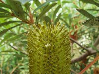 DSCF2517  B. croajingolensis photo taken at the  Banksia Farm, Mt Barker  on the 19/05/2014.