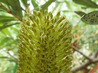 DSCF2518  B. croajingolensis photo taken at the  Banksia Farm, Mt Barker  on the 19/05/2014.