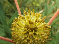 DSCF2519  B. croajingolensis photo taken at the  Banksia Farm, Mt Barker  on the 19/05/2014.