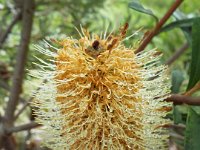 DSCF2520  B. croajingolensis photo taken at the  Banksia Farm, Mt Barker  on the 19/05/2014.