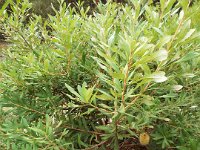 DSCF2521  B. croajingolensis photo taken at the  Banksia Farm, Mt Barker  on the 19/05/2014.