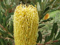DSCF2699  B. croajingolensis photo taken at the  Banksia Farm, Mt Barker  on the 19/05/2014.