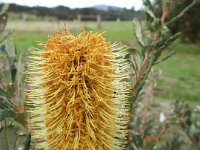 DSCF2700  B. croajingolensis photo taken at the  Banksia Farm, Mt Barker  on the 19/05/2014.