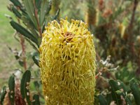DSCF2701  B. croajingolensis photo taken at the  Banksia Farm, Mt Barker  on the 19/05/2014.