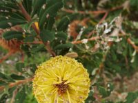 DSCF2702  B. croajingolensis photo taken at the  Banksia Farm, Mt Barker  on the 19/05/2014.