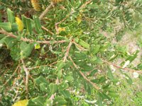 DSCF2703  B. croajingolensis photo taken at the  Banksia Farm, Mt Barker  on the 19/05/2014.